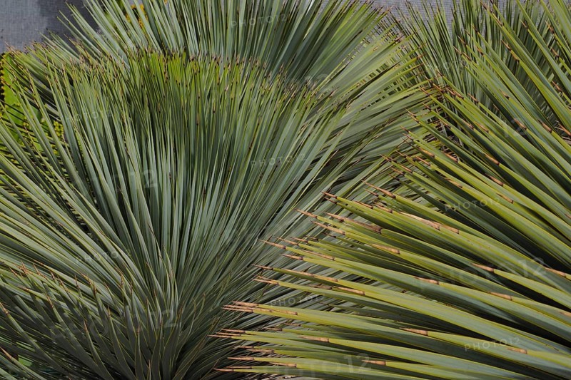 Brown tips of beaked yucca