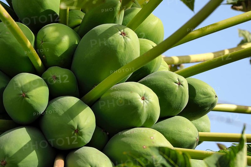 Green papaya on tree