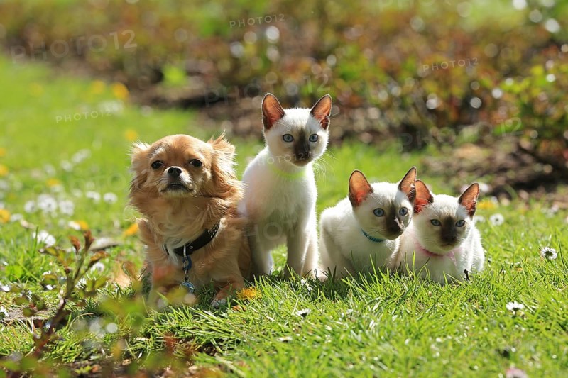 Young Thai cats and Chihuahua