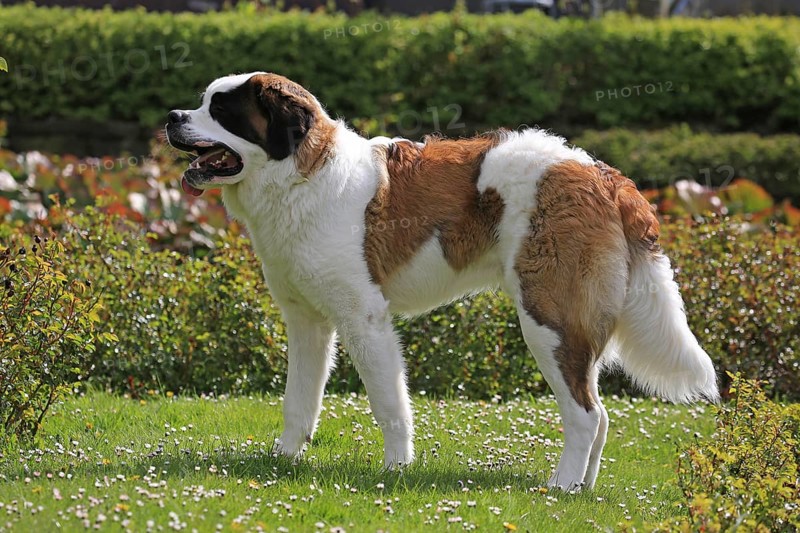 Saint Bernard dog