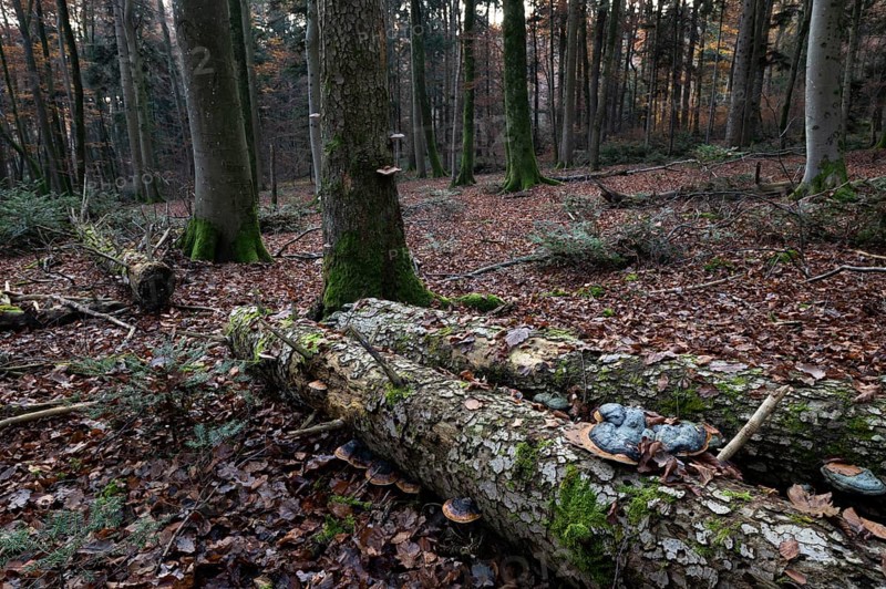 Red banded polypore