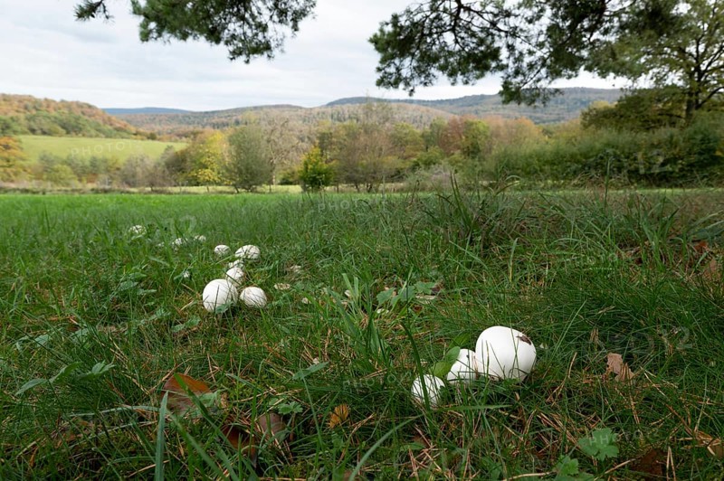 Field mushroom