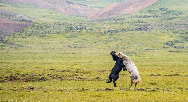 Two fighting stallions