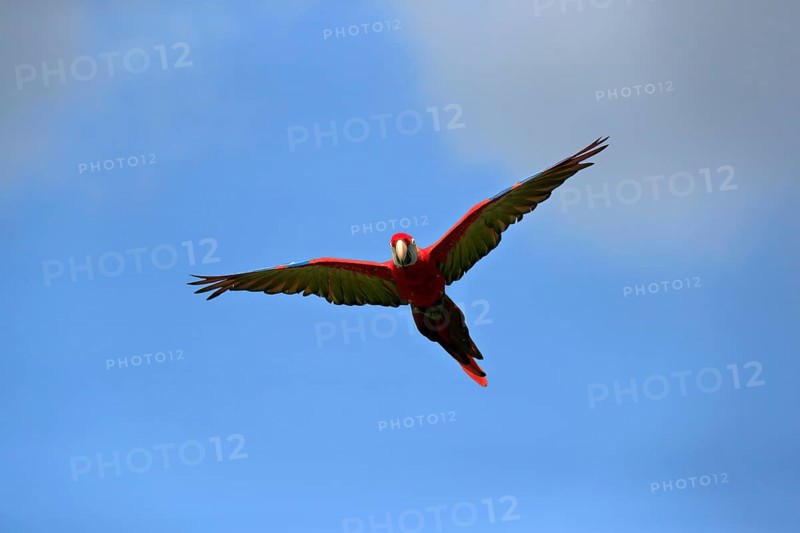 Scarlet macaw