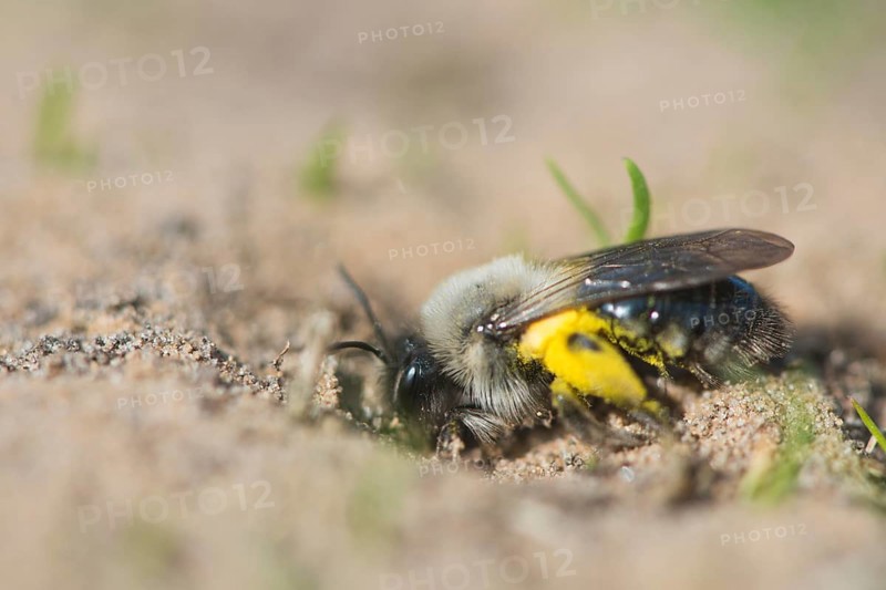 Ashy mining bee