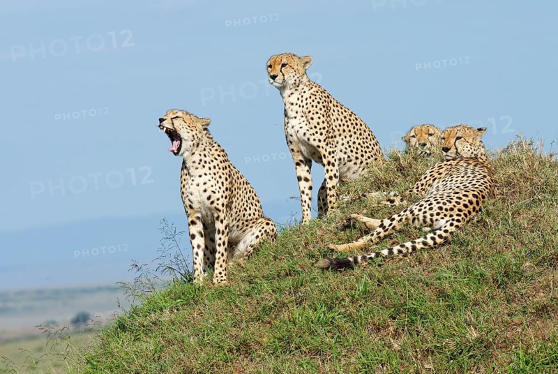 Four male cheetahs