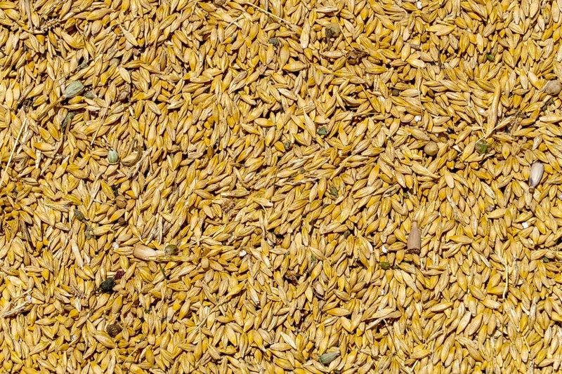 Freshly harvested wheat with husks