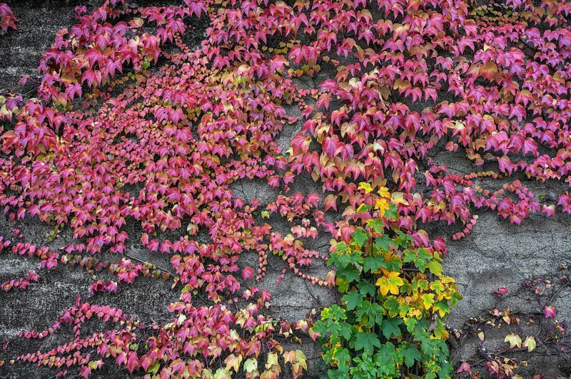 Boston ivy