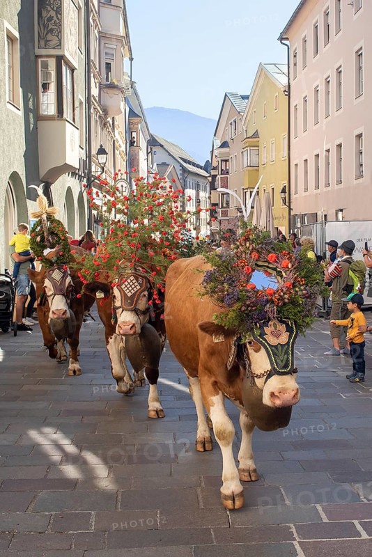 Decorated cows