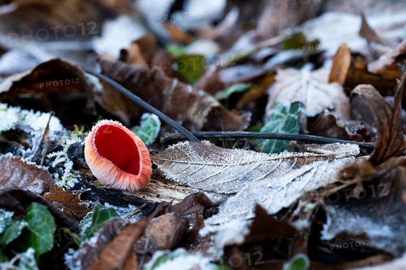 Scarlet elf cup