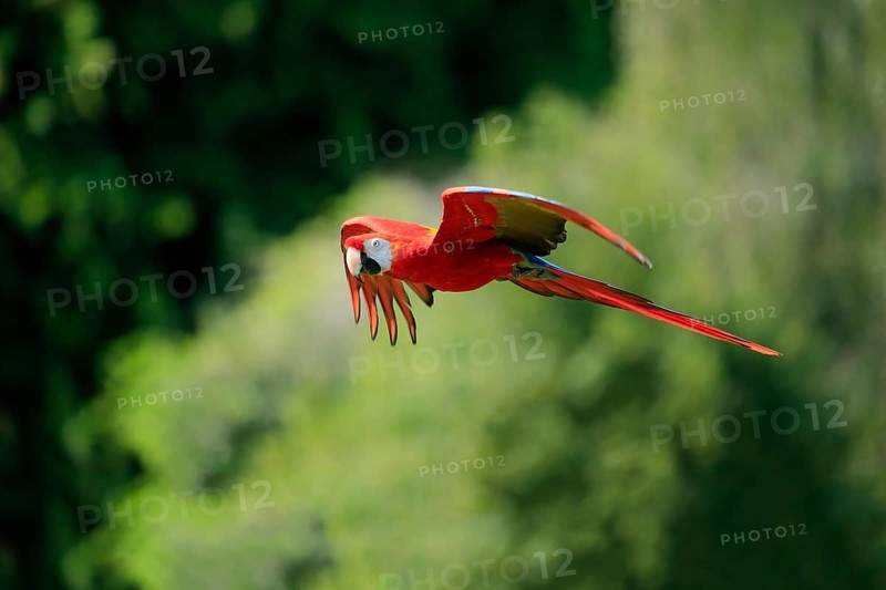 Scarlet macaw