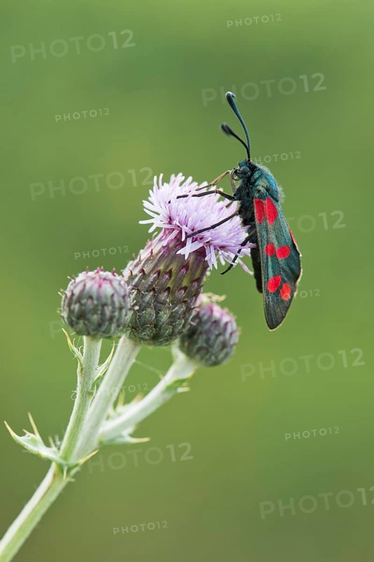 Six-spot burnet