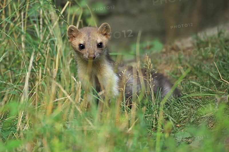 Beech marten
