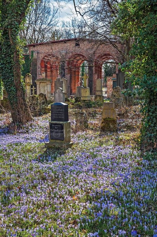 South cemetery and crocuses
