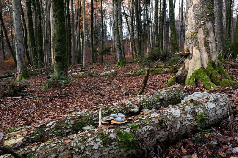 Red banded polypore