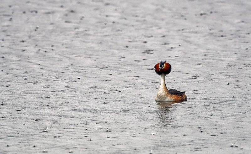 Great crested grebe