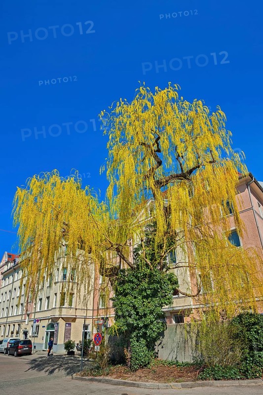 Weeping willow