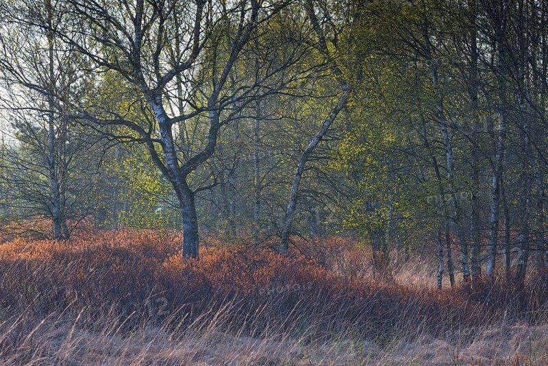 Warty birch
