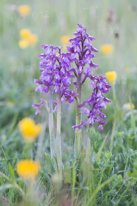 Early purple orchid
