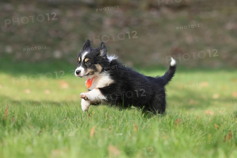 Australian Shepherd
