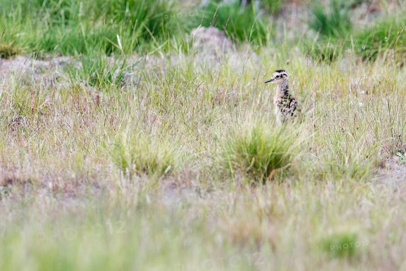 Eurasian curlew