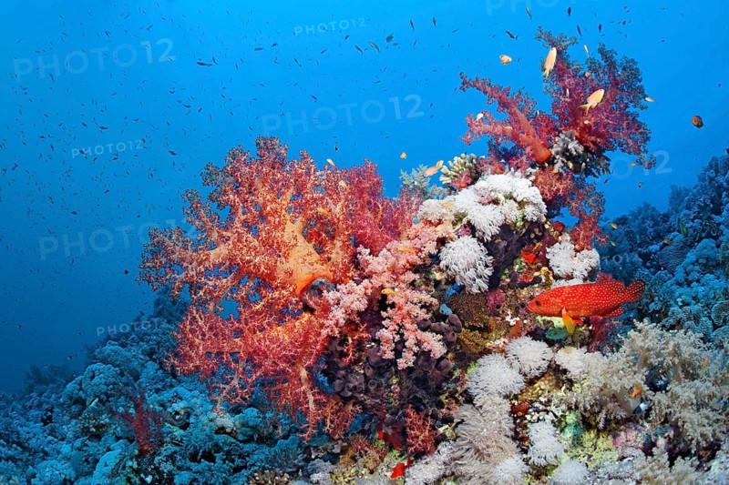 Coral reef with Klunzinger klunzinger's soft coral