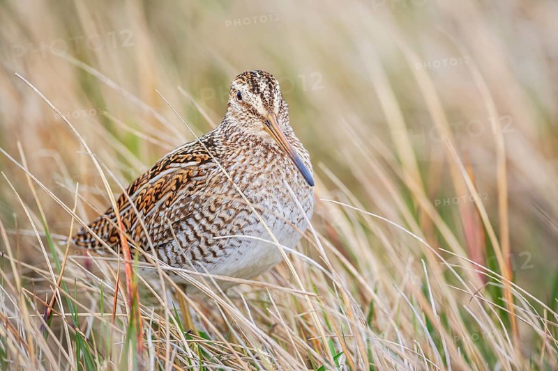 South American snipe