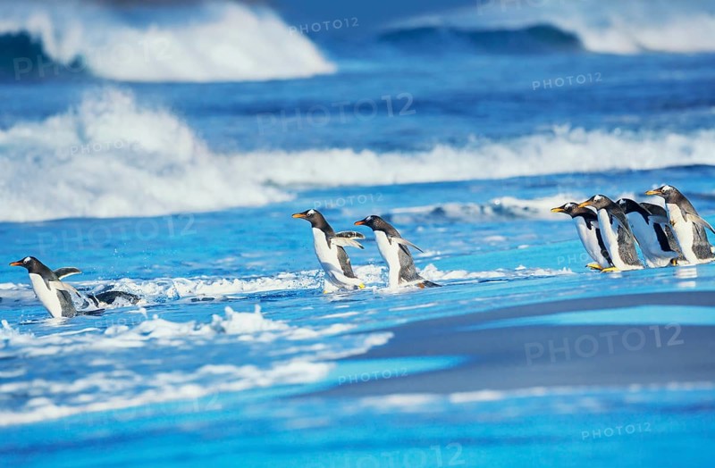 Gentoo Penguins