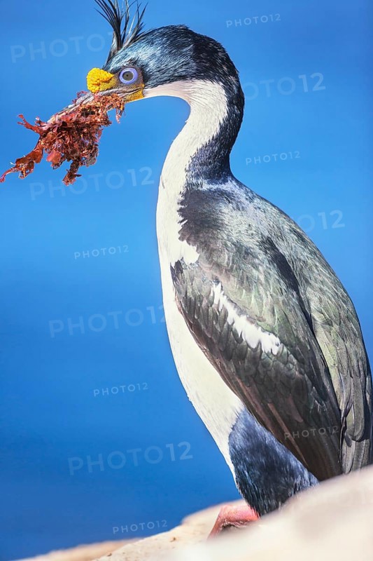 Imperial shag