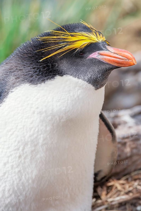 Close-up of a macaroni penguin