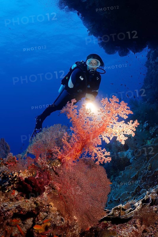 Diver with torch looking under coral reef overhang large klunzinger's soft coral