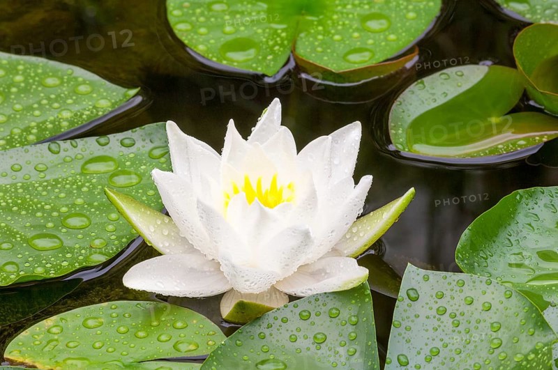 Flowering european white water lily