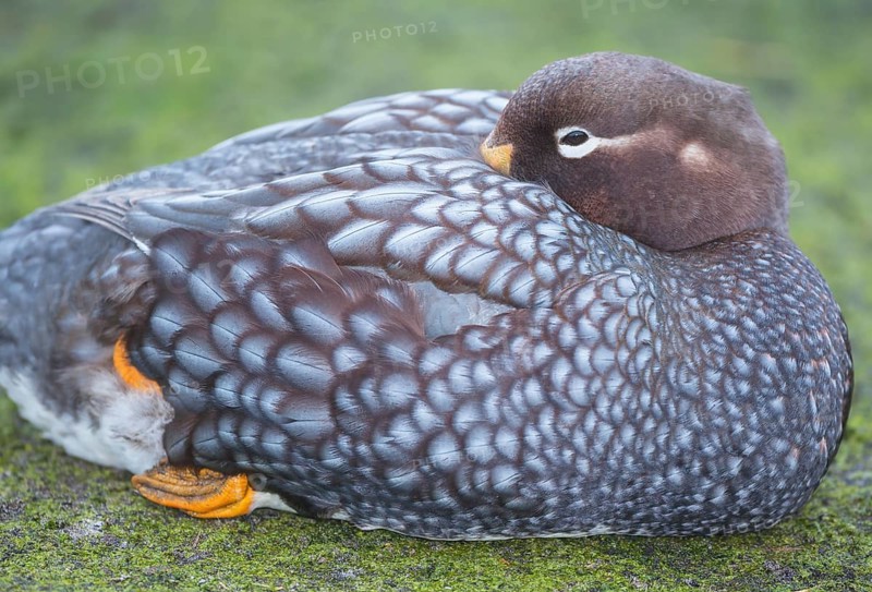 Steamer duck
