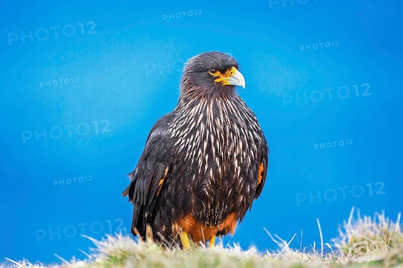 Striated Caracara