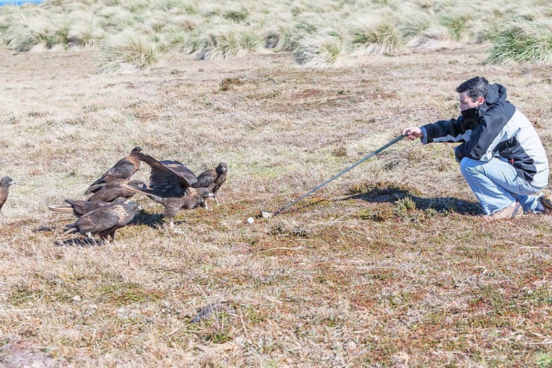 Striated Caracaras