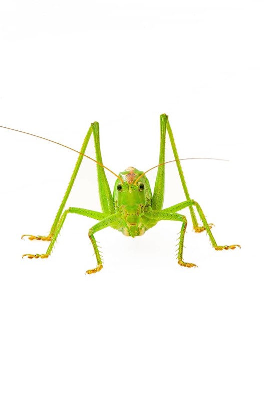 Green grasshopper