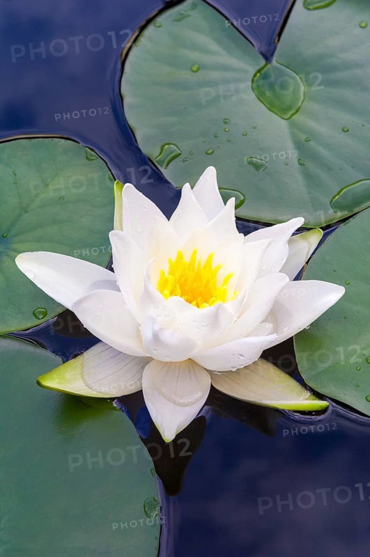 Flowering european white water lily