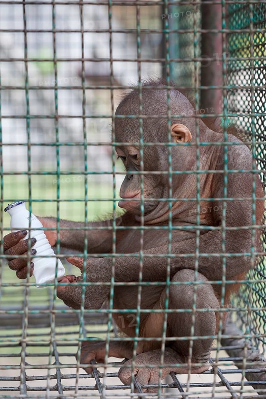 Baby orangutan locked in a cage