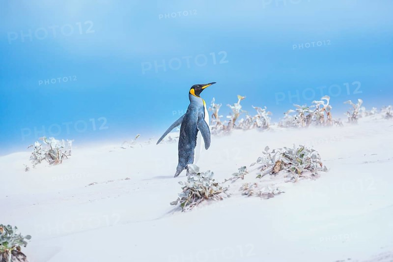 King penguin