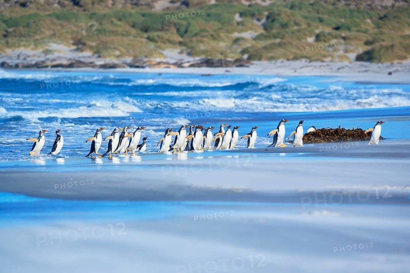 Gentoo Penguins