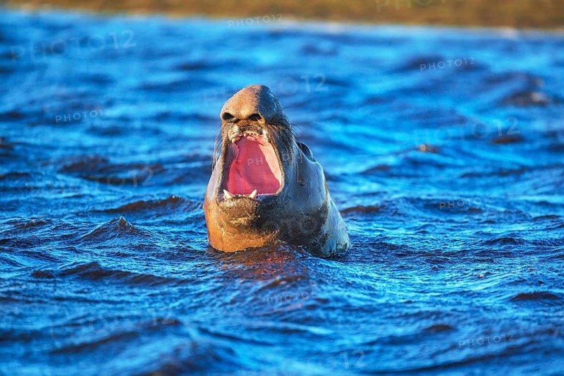 Southern elephant seal
