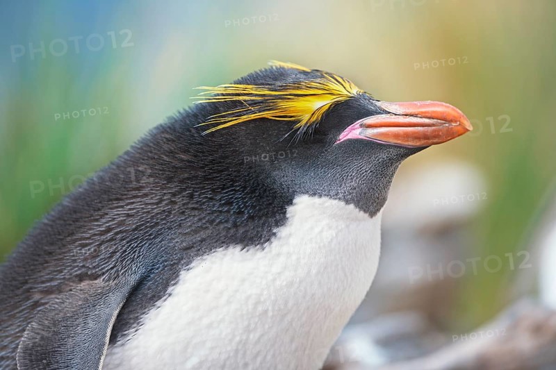 Close-up of a macaroni penguin
