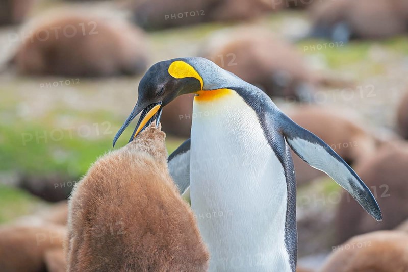 An adult King penguin