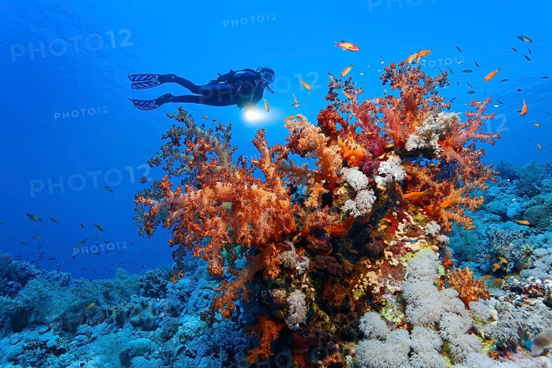 Diver hovering over coral block with various soft corals