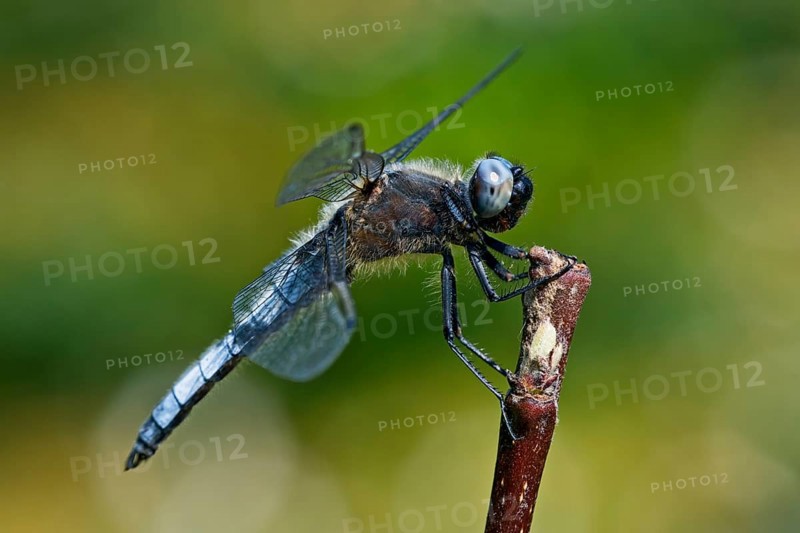 Black-tailed skimmer