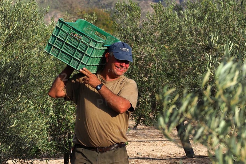 Olive harvest