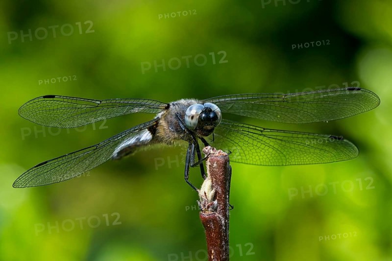 Black-tailed skimmer