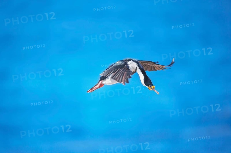 Imperial shag