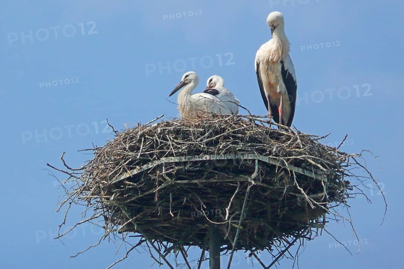 Storks