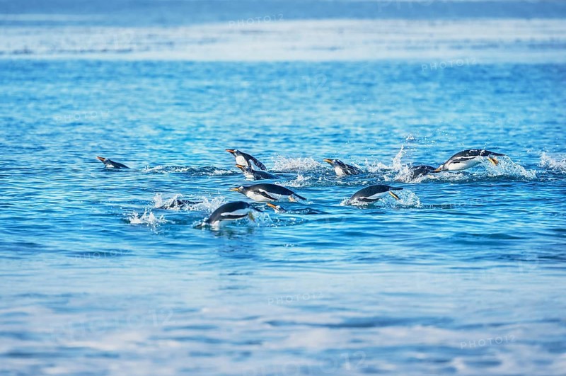 Gentoo penguins
